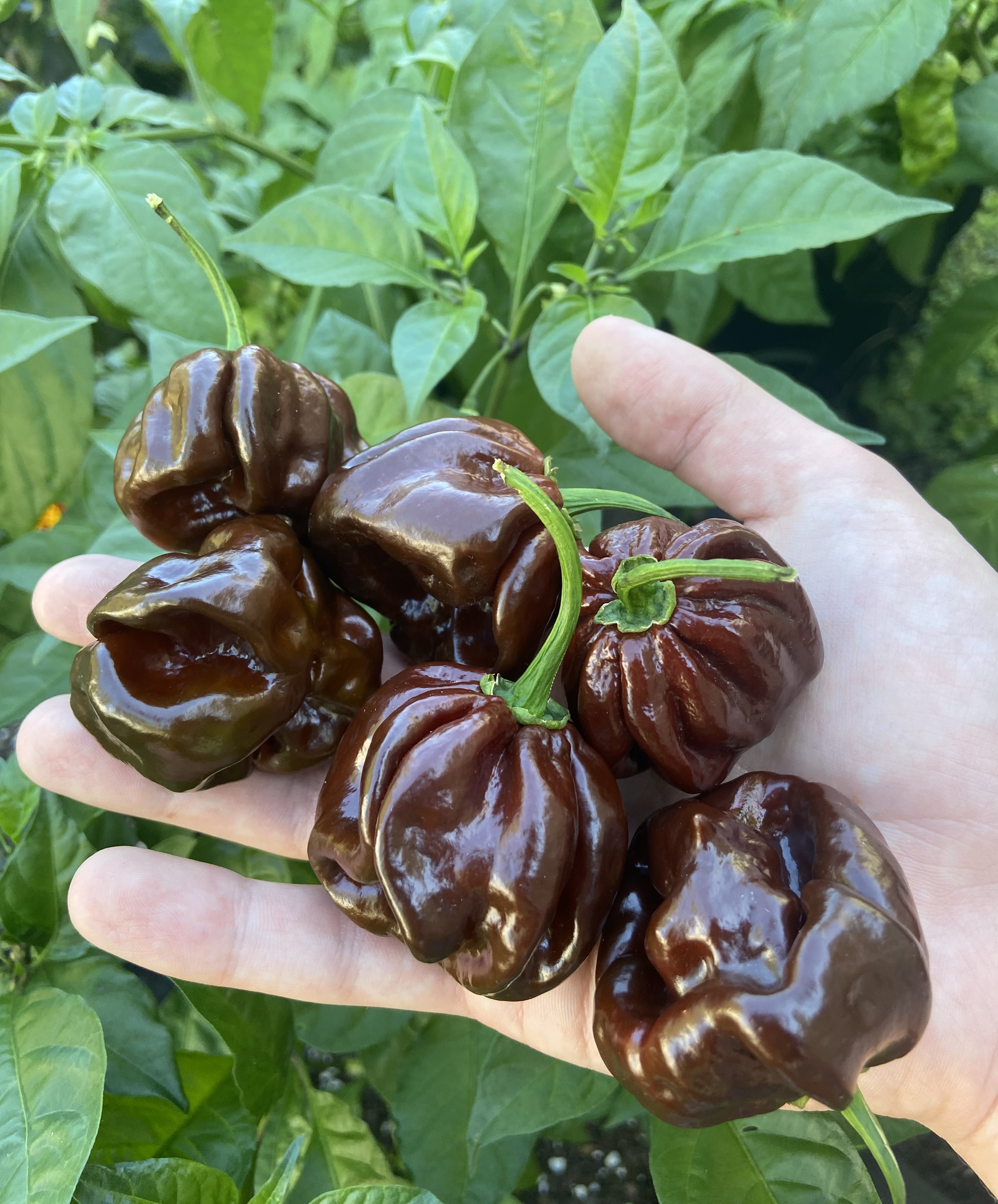 Chocolate Scotch Bonnet